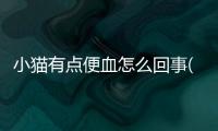 小貓有點便血怎么回事(兩個月的小貓便血怎么辦)