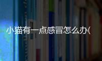 小貓有一點感冒怎么辦(一周的小貓感冒了怎么辦)