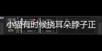 小貓有時候撓耳朵脖子正常嗎(小貓撓耳朵怎么回事)
