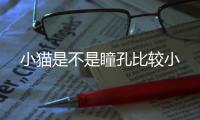 小貓是不是瞳孔比較小