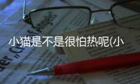 小貓是不是很怕熱呢(小貓是不是很怕熱呀)