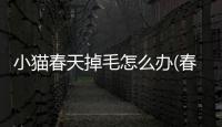 小貓春天掉毛怎么辦(春天狗掉毛嚴重什么原因)