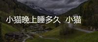 小貓晚上睡多久  小貓晚上一般睡多久