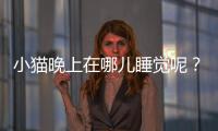 小貓晚上在哪兒睡覺呢？寵物貓晚上睡在哪兒好