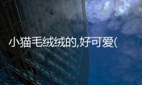 小貓毛絨絨的,好可愛(ài)(小貓的身體毛絨絨的像什么)