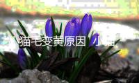 小貓毛變黃原因  小貓毛變黃了