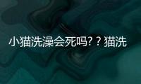 小貓洗澡會死嗎?？貓洗澡會猝死嗎