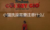 小貓洗澡需要注意什么(小貓洗澡要花多少錢)