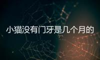 小貓沒(méi)有門(mén)牙是幾個(gè)月的？貓沒(méi)有門(mén)牙幾歲了