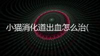 小貓消化道出血怎么治(小貓消化道出血癥狀)