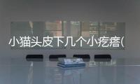 小貓頭皮下幾個小疙瘩(貓頭皮下有一個硬疙瘩)