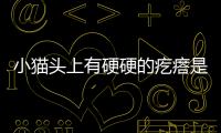 小貓頭上有硬硬的疙瘩是什么(小貓頭上長了一個硬包)