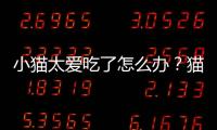 小貓太愛吃了怎么辦？貓咪老師喜歡吃