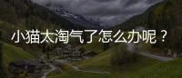 小貓太淘氣了怎么辦呢？貓貓太淘氣怎么辦