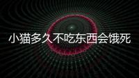 小貓多久不吃東西會餓死(小貓不吃不喝能活多久)
