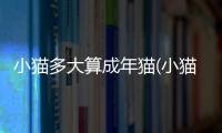 小貓多大算成年貓(小貓多大算成年了)