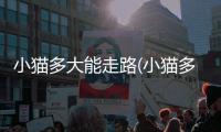 小貓多大能走路(小貓多大能走路正常)