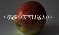 小貓多少天可以送人(小貓睜眼需要多少天)