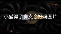 小貓得了鼻支會(huì)好嗎圖片？小貓得了鼻支會(huì)好嗎會(huì)傳染嗎