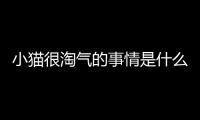 小貓很淘氣的事情是什么？小貓咪很淘氣
