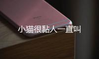 小貓很黏人一直叫