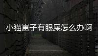 小貓崽子有眼屎怎么辦啊？小貓崽有眼屎是怎么回事