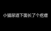小貓尿道下面長了個疙瘩(小貓尿道長出來一個東西)