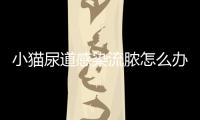小貓尿道感染流膿怎么辦？小貓尿道感染流膿多久能好