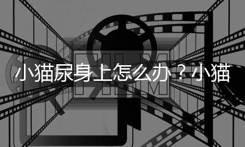 小貓尿身上怎么辦？小貓尿身上有什么講究