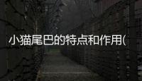 小貓尾巴的特點(diǎn)和作用(小貓的眼睛特點(diǎn)和作用)