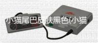小貓尾巴皮膚黑色(小貓尾巴皮膚干燥怎么辦)