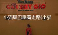 小貓尾巴垂著走路(小貓尾巴垂著搖)