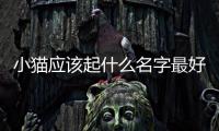 小貓應該起什么名字最好(小貓應該起什么名字帶星字)