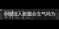 小貓送人老貓會生氣嗎為什么？老貓送人了會不會跑回家