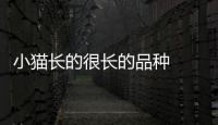 小貓長的很長的品種  貓咪長得很長
