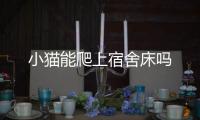 小貓能爬上宿舍床嗎