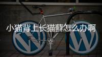 小貓背上長貓?zhí)\怎么辦啊？貓咪背上長貓癬