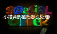 小貓背部抽搐怎么處理(小貓突然抽搐)