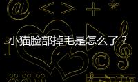 小貓臉部掉毛是怎么了？小貓臉部掉毛怎么回事