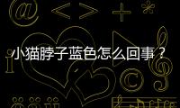 小貓脖子藍色怎么回事？藍貓脖子上有一圈白毛