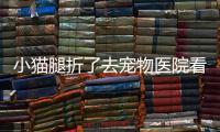 小貓腿折了去寵物醫院看多少錢一次(小貓腿折了去寵物醫院看多少錢呢)