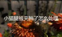 小貓腿被夾腫了怎么處理(小貓的腿被夾腫了怎么辦)