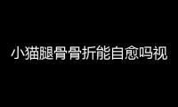 小貓腿骨骨折能自愈嗎視頻？小貓腿骨折錯(cuò)位了能不能自己長(zhǎng)好