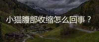 小貓腹部收縮怎么回事？貓咪肚子收縮怎么回事