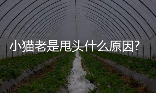 小貓老是甩頭什么原因?(小貓老是甩頭撓耳朵)