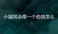 小貓耳朵癢一個勁撓怎么回事(小貓耳朵發炎流膿用什么藥)