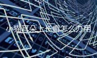 小貓耳朵上長癬怎么辦用什么藥(我家貓耳朵上長了一塊癬)