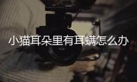 小貓耳朵里有耳螨怎么辦(小貓耳朵里有耳螨會傳染人)