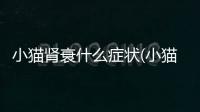 小貓腎衰什么癥狀(小貓為什么會突然腎衰)