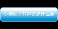 小貓肚子有聲音是什么原因(小貓肚子里有蟲子怎么辦)